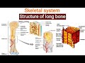 Structure of Bone, Skeletal System (Lecture 2), Gross Structure and Microscopic Structure, in Hindi