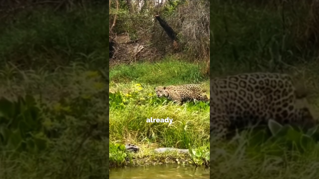 Tiger vs Crocodile A Battle of Endurance 