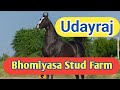 Marwari horse ii udayraj ii bhomiyasa stud farm ii rohina ii rajasthan  mann horse photography