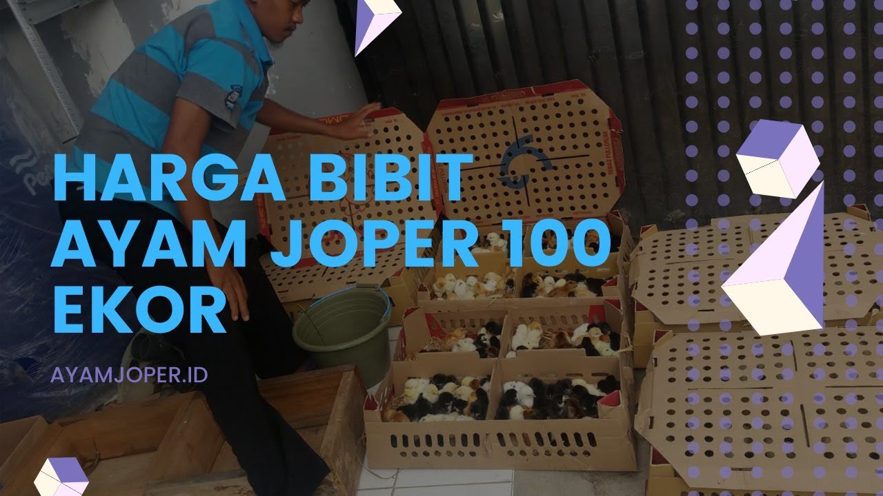 Harga Bibit Ayam Joper 100 Ekor 