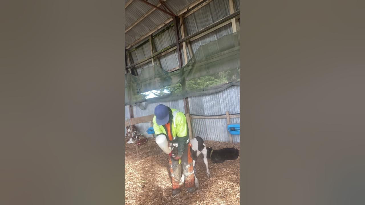 How to feed colostrum milk straight to the tummy of the calves. tubing