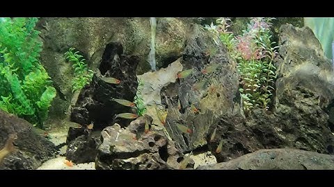 Cá Sóc Đầu Đỏ 🐠 Những đặc điểm cơ bản cần biết