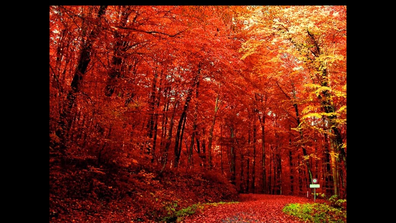Красный золотой осень. Красная осень. Красный лес. Красный осенний лес. Осень красный лес.