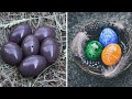 दुनिया के 5 सबसे अनोखे अंडे | Top 5 Most Unusual Eggs In The World.