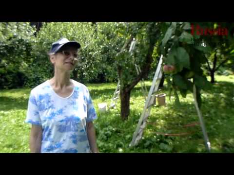 Video: Profilati Di Giardini Nel Centro Di Mosca