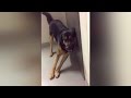 Watch The Effect Marijuana Has On Dogs After They Find Owners Stash Watch The Effect Marijuana Has On Dogs After They Find Owners Stash