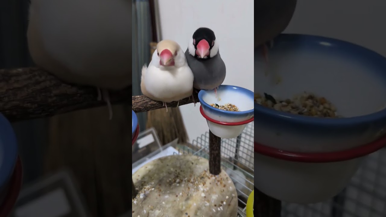 文鳥リラックス #文鳥 #birds #ぶんちょう #javasparrow #finches
