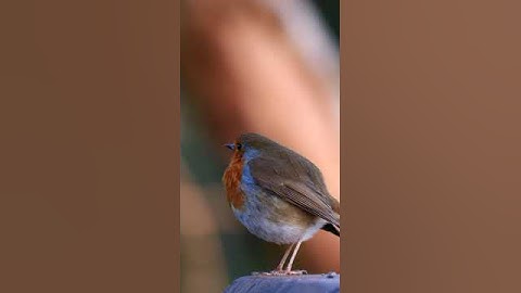 Fascinating Robin Bird Facts in 50 Seconds! 🐦✨