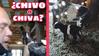 ¿CHIVO o CHIVA? criar cabras 🐐