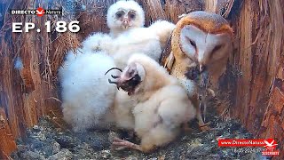 Barn Owl Nest ❸ ep.186／Lechuzas en el nido DIRECTO (Cámara 38 | Ávila)