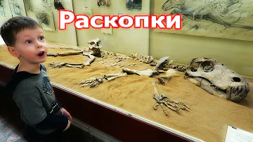 Скелеты динозавров, раскопки Палеонтологический музей в Москве