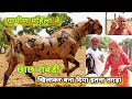 महिला ने देसी खुराक से तैयार किए 150kg के बकरे | best goat farming by village lady | pkraj vlogs