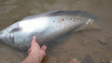 Câu cá thác cườm bằng mồi mới siêu nhạy, Săn thác lác cườm khủng đập sông | Strabismus fish