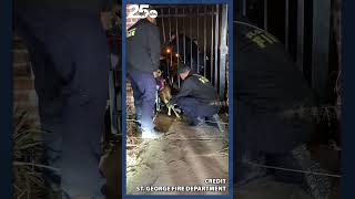 Oh deer! Deer Stuck in a fence and rescued by the St. George FD
