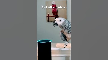 Bird talks to Alexa #shorts #2022shorts #bird #alexa