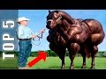 5 Increíbles Caballos Que No Creerás Que Existen En La Vida Real