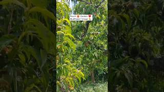 Peach Garden 🍑 Mukthewer #shorts #fruit #nature #farming