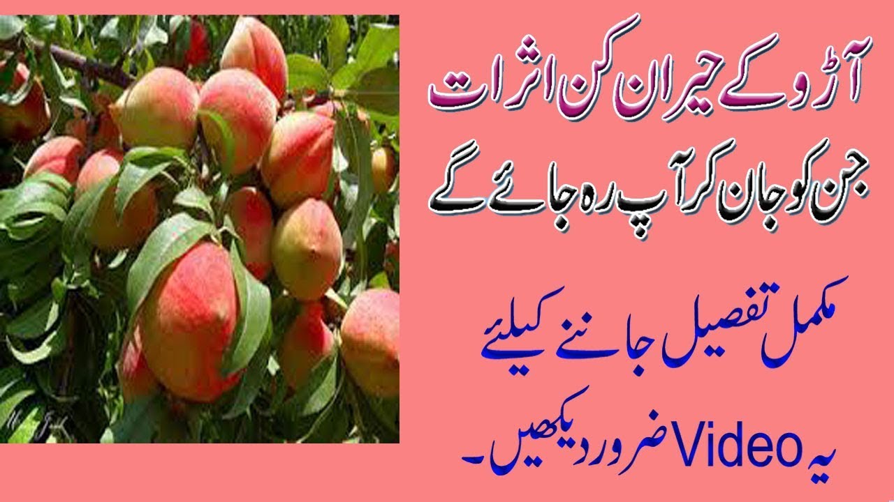 peach beneficii pierdere în greutate în urdu pierderea în greutate hclf