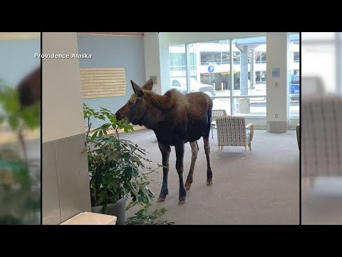 A moose on the loose in Alaska