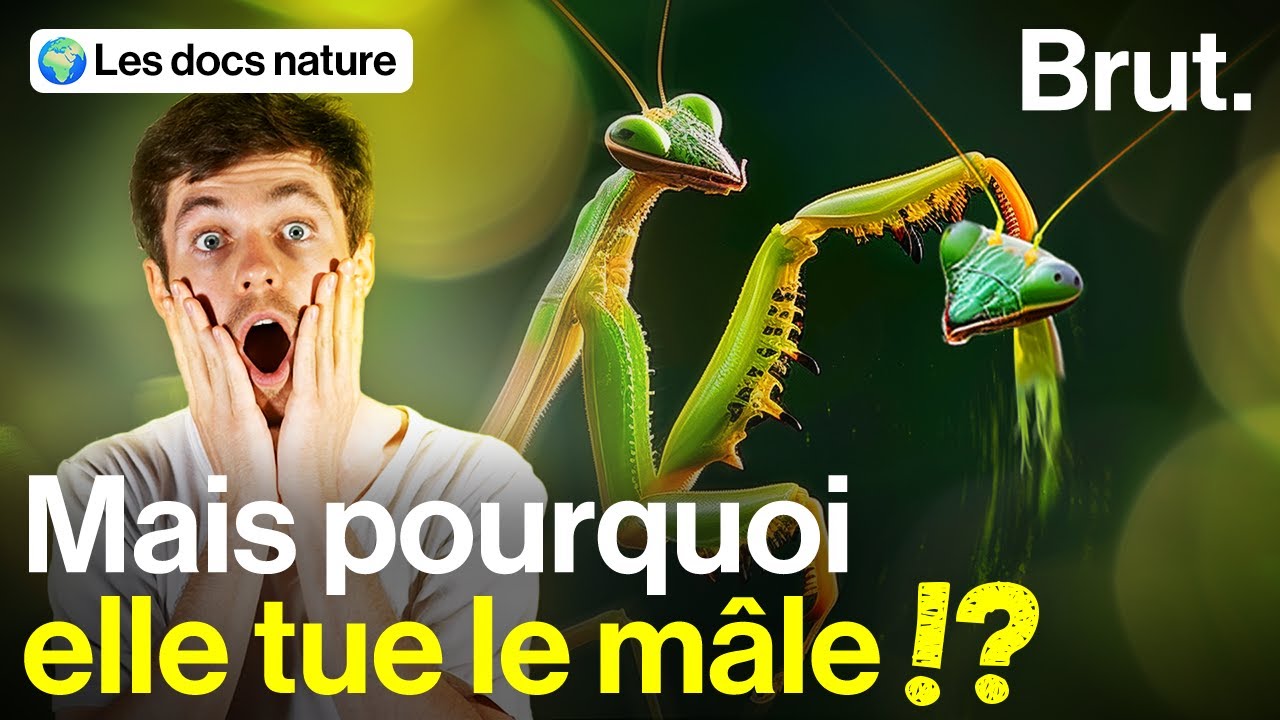 Pourquoi la mante religieuse élimine le mâle… et le mange