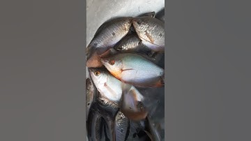 Hốt Trọn Ổ Cá Sặc Bướm #shorts / Một Góc Miền Tây