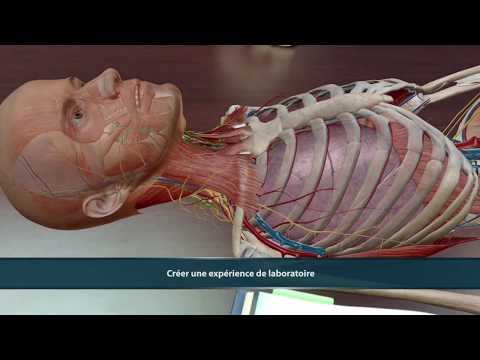 Visible Body | Atlas d'anatomie humaine 2021