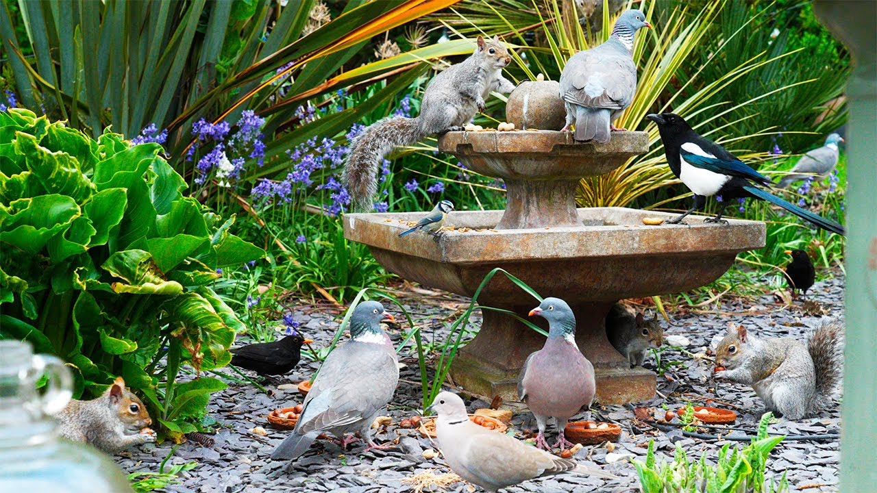 Птички для кошек 🕊️ Птицы и белки приходят на пиршество к фонтану 🐿️ Тв для кошек 4K HDR