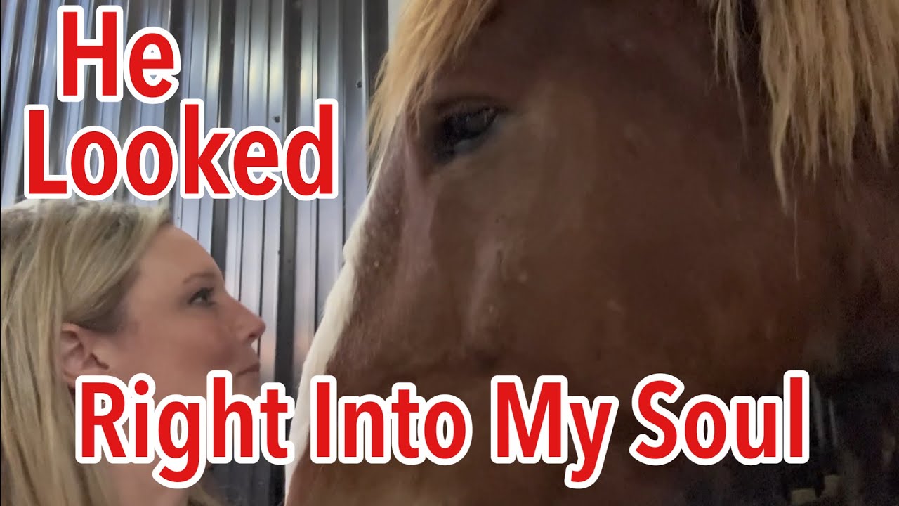 Новый год, новая лошадь?