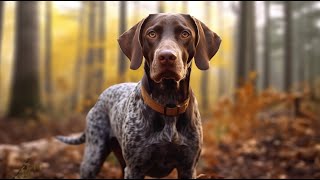 Common Health Issues in German Shorthaired Pointers