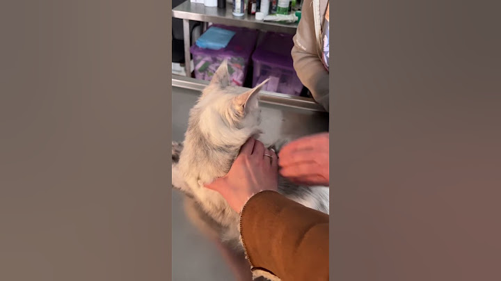 #cat #catlover #котики #cute #тренд #котик #cooking #кот #cutecat #мем