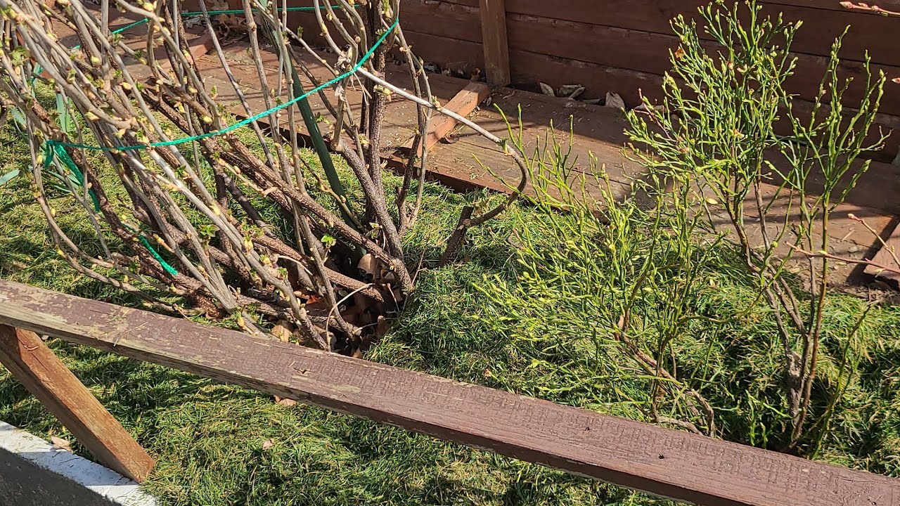 ПЕРВАЯ ВЕСЕННЯЯ ПОДКОРМКА ЧЁРНОЙ СМОРОДИНЫ