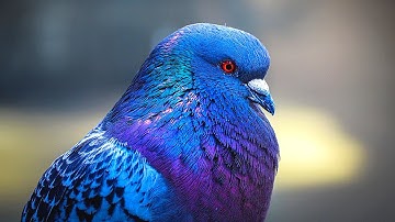Pigeons are BEAUTIFUL 🤩 | Relaxing Pigeon and Dove Videos with Soothing Music | 4K | Stress Relief