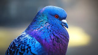 Pigeons are BEAUTIFUL 🤩 | Relaxing Pigeon and Dove Videos with Soothing Music | 4K | Stress Relief screenshot 2