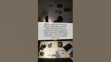 Glowing Fungus: Nature