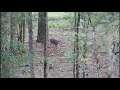 Opening Weekend GA Buck Down