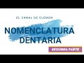 Nomenclatura Dentaria 🦷 - Segunda parte