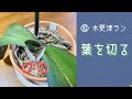 2021年2月18日　⑩木更津ラン（前半）　Ａ株の新葉