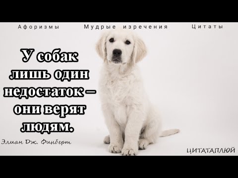 Цитаты и Мудрые Изречения о Собаках: Есть над чем задуматься!