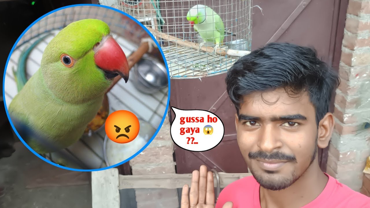 Mitthu gussa ho gaya 😱🔥