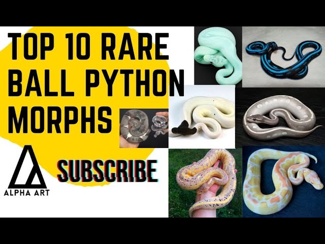 Top 10 Rare Ball Python Morphs - Youtube