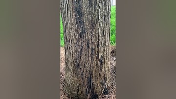 Phytophthora Bleeding Canker