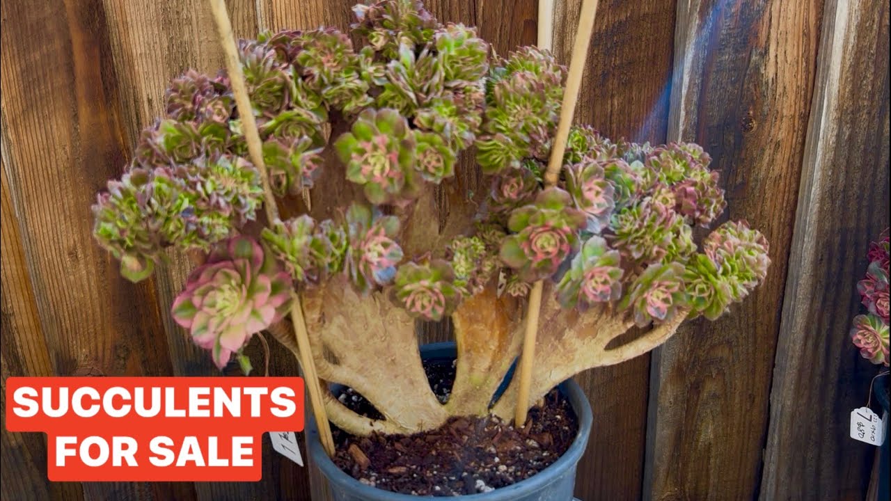 3/7/26 CRESTED AEONIUM AND CLUSTER | ECHEVERIA FOR SALE | Lele: 408 883 5495