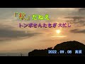 2022.09.08 「秋」だねえ トンボさんたち大忙し