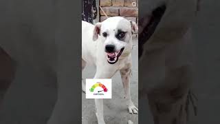 Pugs goated #fyp #foryoupage #xyzbca #cortisol #pugs #dog #shorts