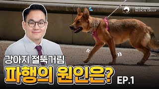 간식 얻어먹으려고 다리 아픈척 꾀병 부리는 강아지? ㅋㅋㅋ