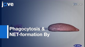 Phagocytosis & NET-formation By Neutrophils-Infected Lungs: 2-Photon Microscopy l Protocol Preview