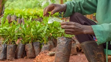 How To Graft Macadamia Nut Seedlings Like A Pro - Farmers Trend