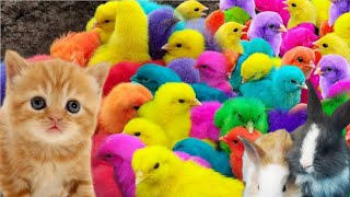 Menangkap ayam lucu, ayam warna warni, ayam rainbow, bebek, angsa, ikan hias, ikan cupang