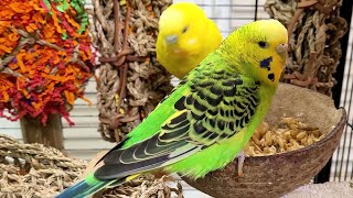 9 hours of relaxing budgie sounds