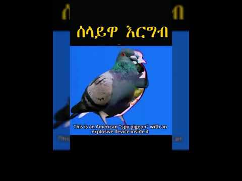 ሰላይዋ እርግብ አሜሪካን ውስጥ 